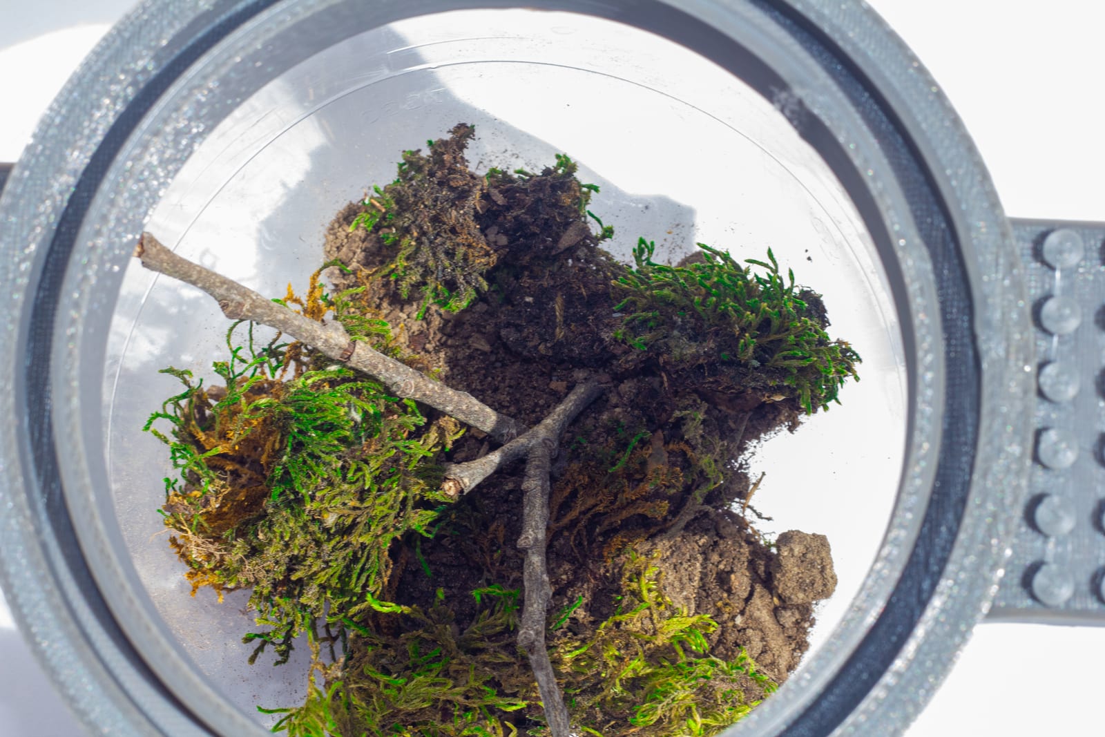 Terrarium up close